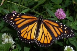 Kupu-kupu raja. Foto Kenneth Dwain Harrelson, CC BY-SA 3.0 , via Wikimedia Commons.