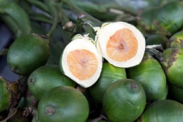 Iilustrasi buah pinang. [Dok. Shutterstock/inlovepai via Kompas.com]