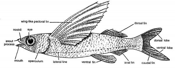 Gambar 1. Anatomi Genus Exocoetus (Sumber: faunafondness.com)