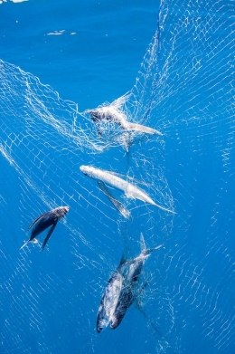 Gambar 5. Penangkapan Ikan Terbang dengan Jaring (Sumber: Shane Gross, 2012)