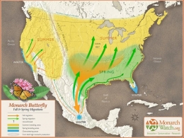 Rute migrasi kupu-kupu raja dari utara ke selatan pada musim dingin dan dari selatan ke utara pada musim semi. Foto MonarchWatch.org, CC BY-ND.