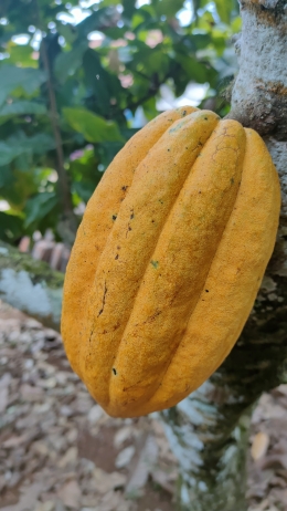 Gambar buah kakao (Dokumentasi Pribadi, 2021)