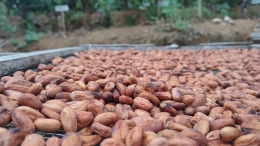 Penjemuran biji kakao (Dokumentasi Pribadi, 2021)