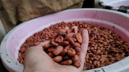 Biji kakao kering petani Nglanggeran (Dokumentasi Pribadi, 2021)