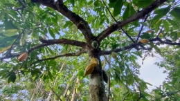 Pohon Kakao petani Nglanggeran (Dokumentasi Pribadi, 2021)