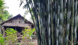 Rumpun bambu. Foto: Dok. Pribadi
