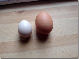 Perbandingan telur ayam kapas dengan ayam komersil. Photo:permaculturenews.org  