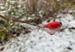 Salju cinta pada setangkai mawar merah | Dokumen dari Gobin