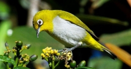 Burung Kecial Kuning. (Foto: burungnya.com)