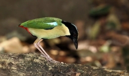 Burung Paok Laus. (Foto: hbw.com)
