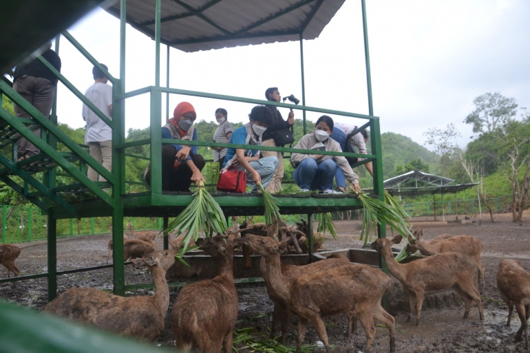 Kompasianer Memberi Makan Rusa Timor di Sanctuary TWA Gunung Tunak, Lombok Tengah. (Foto: Haryadi Yansyah)