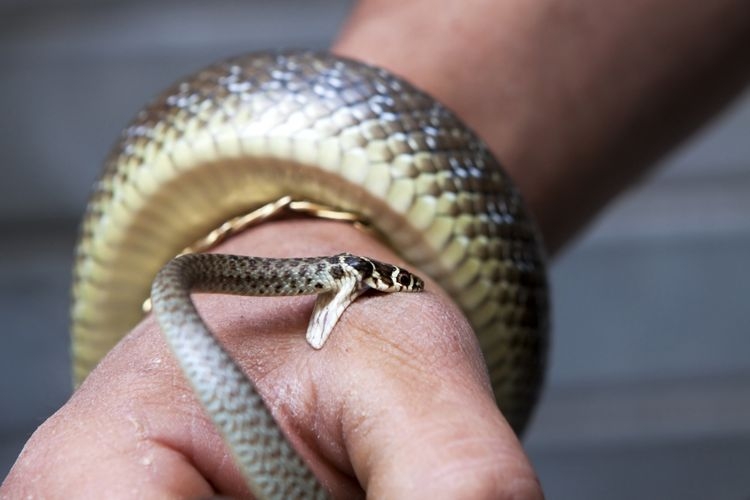 Ilustrasi gigitan ular. (sumber: gmalandra via kompas.com)