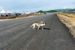 Anjing liar di lokasi Sirkuit Mandalika. (Foto: tribunlombok.com)