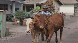 Sapi-sapi warga terdampak Erupsi Semeru direlokasi ke tempat lebih aman (ACT News)