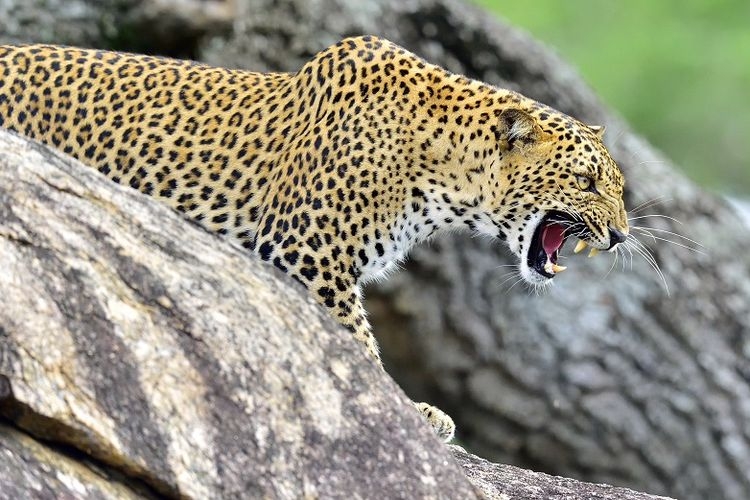 Ilustrasi macan tutul. Sumber: Shutterstock via Kompas.com