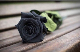Mawar hitam:harapan dan kesetiaan.autorbloom.2021.