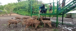 Sanctuary rusa di TWA Gunung Tunak berhasil mengedukasi masyarakat untuk tidak berburu lagi | Foto: Gapey Sandy