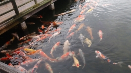 Kolam ikan koi di Taman Bandara Hiroshima (dokpri)