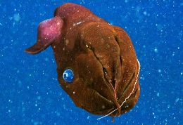 Filamen sensorik Vampyroteuthis infernalis [Sumber: Monterey Bay Aquarium Research Institute]