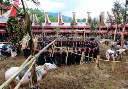 Kerbau belang tidak dapat dipisahkan dari budaya dan masyarakat Toraja. Photo:  wego.com 