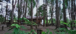 Pohon Tembesu di Hutan Kota Muara Bulian (Dokpri)