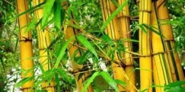 Bambu Kuning, salah satu jenis bambu yang ada di Indonesia (sumber: m.merdeka.com)