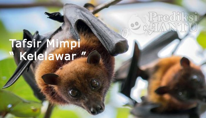 Tafsir Mimpi Kelelawar Halaman 1 - Kompasiana.com