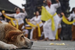 Ilustrasi anjing terlantar di Bali. Foto: Dicky Bisinglesi/picture alliance