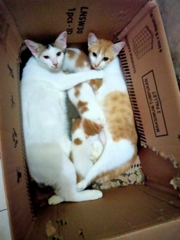 ilustrasi keluarga kucing yang bahagia, Decu dan keluarganya | Dok.Pribadi, foto diambil oleh Hj.Yeni Nuraeni Yudasewaya.