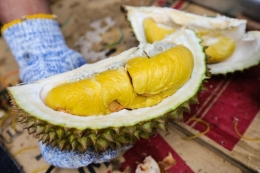 Ilustrasi buah durian (Sumber: Torjrtrx via Kompas.com)