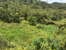 Hamparan pegunungan Maybrat, Papua Barat dipenuhi kacang merah secara organik/Dokumentasi pribadi