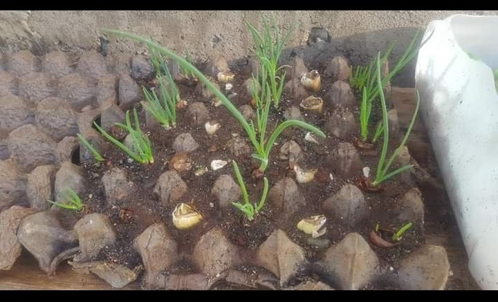 Bawang tumbuh dengan baik di atas rak telur berisi campuran pasir dan pupuk organik. Dok pribadi