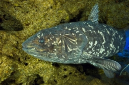 Barangkali ada yang ingin tahu seperti apa tampang ikan coelacanth, yang banyak ditemukan di Komoro. (Sumber: Nature World News Online)