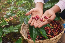 Wilayah tanaman kopi diIndonesia, Brazil, Vietnam dan Kolumbia akan berkurang secara drastis mencapai 50%. di tahun 2050. Photo:  Shutterstocks, Kompas  