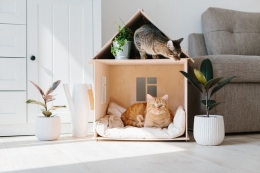 Ilustrasi kucing peliharaan di rumah. (sumber: SHUTTERSTOCK/SWITLANA SONYASHNA via kompas.com)
