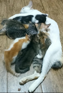 Induk kucing dengan enam bayi kucing (dokpri) 