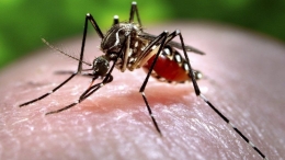 Virus Zika disebarkan oleh nyamuk Aedes aegypti. Photo: SPL  