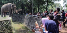 Rombongan Anak Mengunjungi Kebun Binatang | Sumber Lukman Pabriyanto via Kompas.com