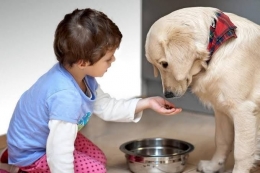 Anak Yang Memberi Makan Anjing | Sumber Situs Orami
