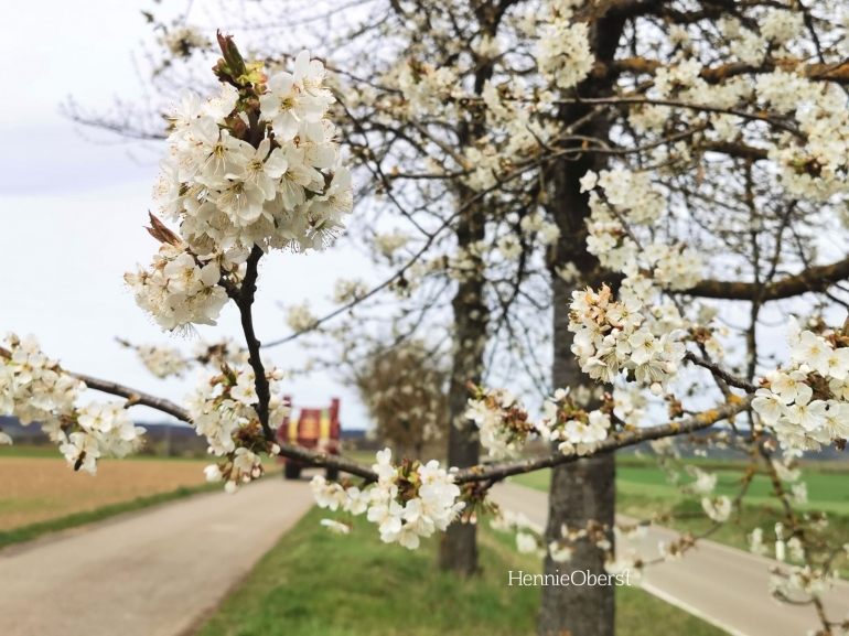 Liburan musim semi | foto: HennieOberst—