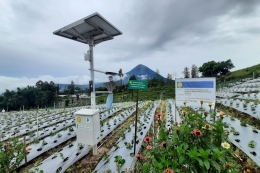 Food Estate Hortikultura di Kabupaten Temanggung (Doc. Pribadi, 2022)