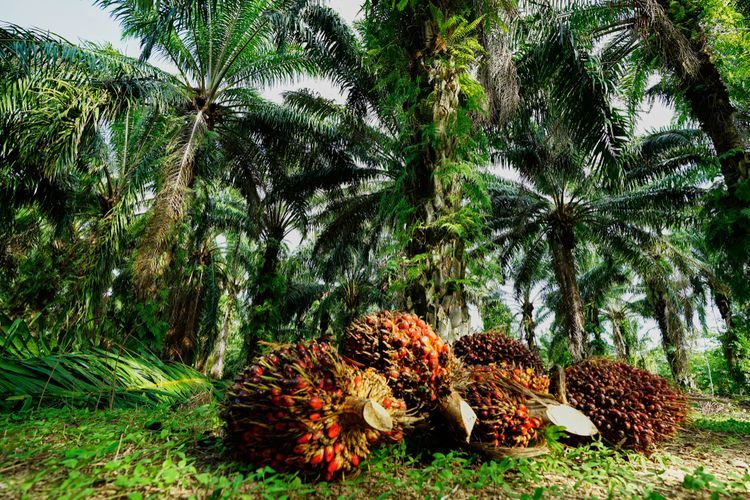 Ilustrasi: kelapa sawit, perkebunan kelapa sawit.(sumber: SHUTTERSTOCK/litalalla via kompas.com) 