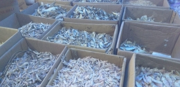 Ikan asin merupakan bahan pangan olahan dari ikan yang diasinkan dan merupakan menu wajib bagi sebagian masyarakat Indonesia (dokumentasi pribadi)
