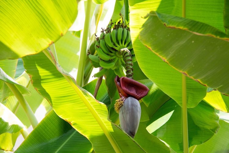 Ilustrasi pisang, pohon pisang. (sumber: PIXABAY/PIERO DI MARIA via kompas.com)