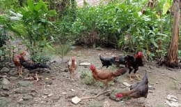 Foto Dokpri | Beternak Ayam di samping rumah. Foto diambil sejak 12/05/2022/M. Erik Ibrahim