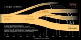 Cabang evlolusi manusia modern, Denisovan dan Neanderthal. Sumber: discovermagazine.com