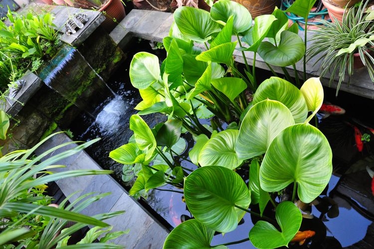 Ilustrasi kolam tanaman hias. (sumber: Shutterstock/Shanling via kompas.com)