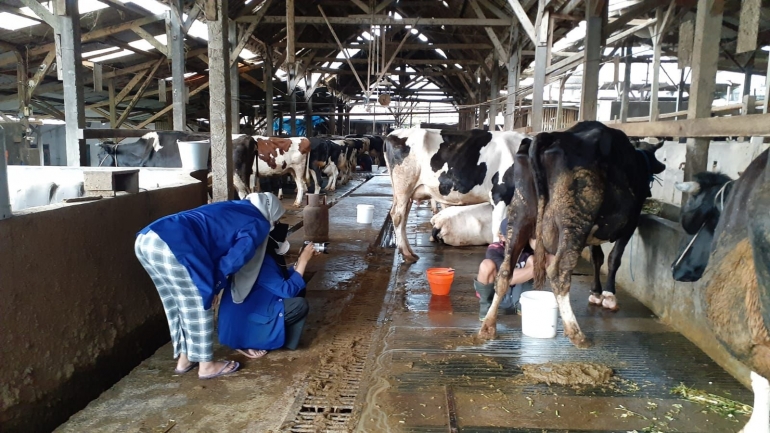 (20/4) Proses perekaman video profil desa di lokasi pemerahan susu sapi di Dusun Sumbergadung. (dokpri)