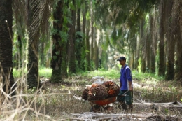 Petani mengumpulkan buah sawit hasil panen di perkebunan Ogan Komering Ilir, Sumatera Selatan. | ANTARA FOTO/BUDI CANDRA SETYA via Kompas.com