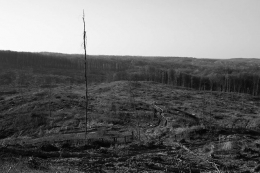 ilustrasi hutan yang rusak akibat deforestasi-photo by Vladimir Srajber from pexels